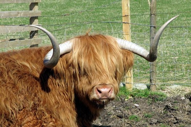 3-Day Isle of Skye and Highlands Tour from Glasgow - Day 2: A full day among Skye’s famous formations