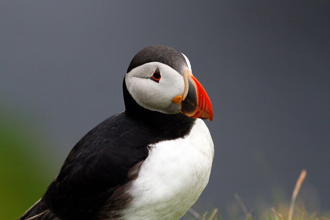4 Day Mull, Iona and Staffa Puffin Experience from Edinburgh - Day two: a full boat day in the Treshnish Isles