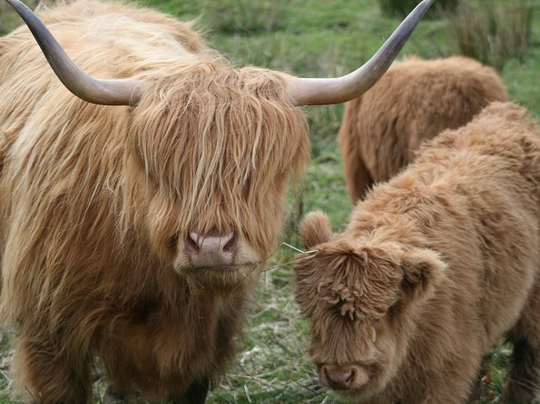 Best of Scotland in a Day Very Small Group Tour from Edinburgh - Dunkeld Cathedral and a quiet Perthshire start