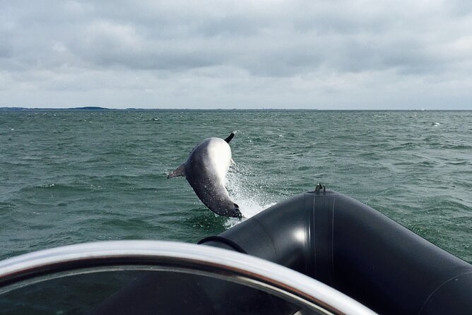 Boat Seafari Adventure - Speeding across Dundee’s Tay Estuary
