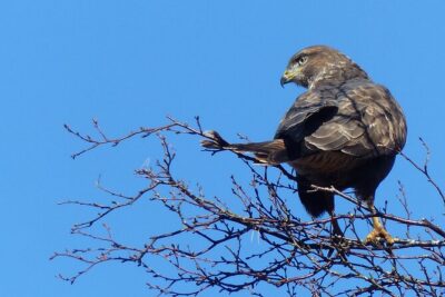 Discovery Wildlife Safari