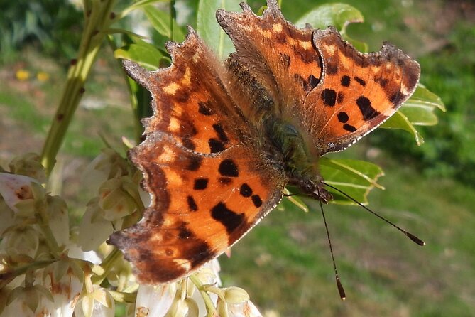 Discovery Wildlife Safari - What the three-hour timing gives you