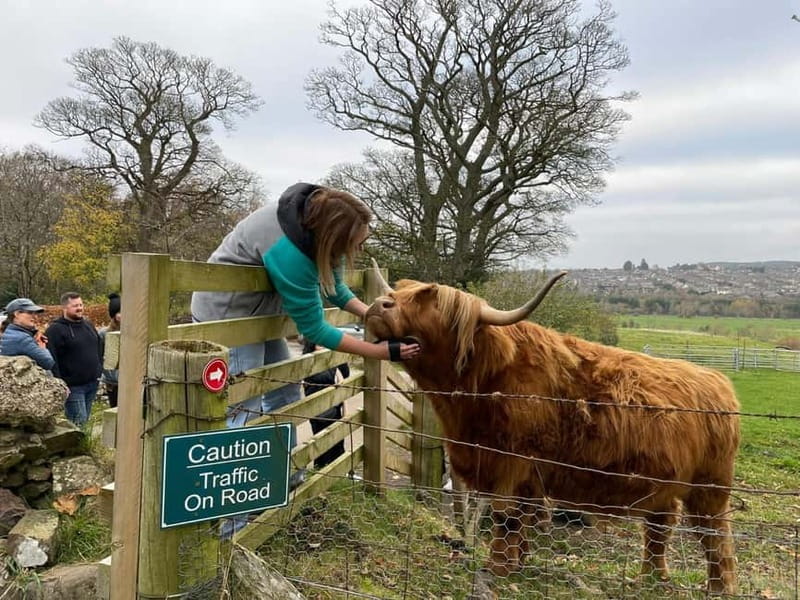 Edinburgh: Highland Cow, Blackness Castle, and Cake Tour - Why the coos are the real stars