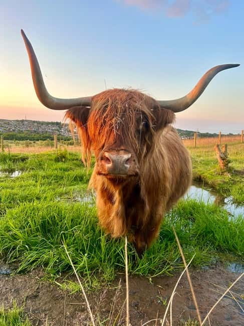Edinburgh: Highland Cow, Blackness Castle, and Cake Tour - Blackness Castle beside the Firth of Forth