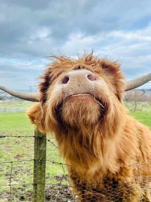 Edinburgh: Highland Cow, Blackness Castle, and Cake Tour - Tea, cake, and a generous Scottish pause