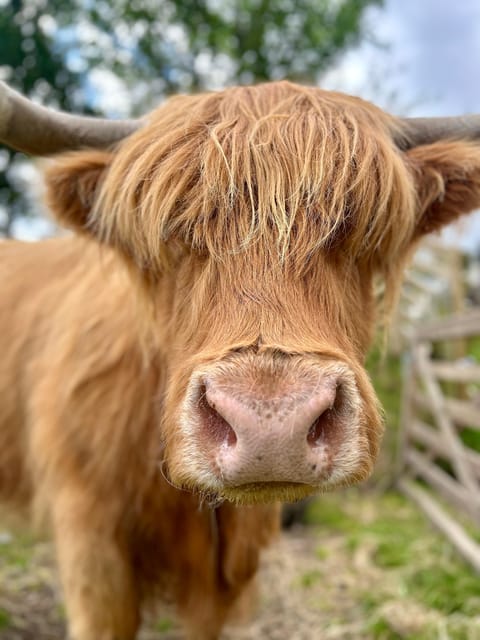 Edinburgh: Highland Cow, Blackness Castle, and Cake Tour - What $195 buys you