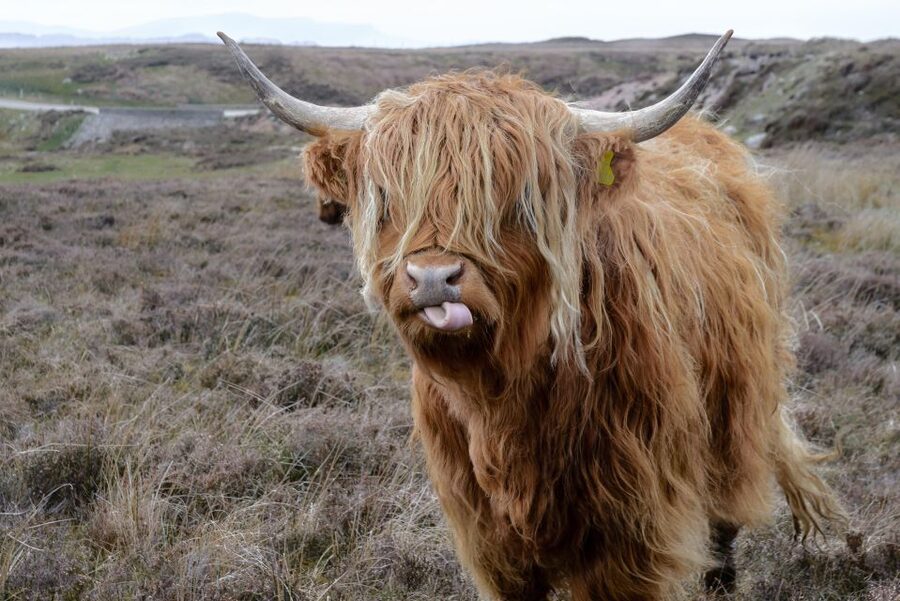 Edinburgh: Hill & Nature Hike With a Local - What the 5 to 6 mile hike involves