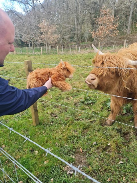 Edinburgh: Loch Ness, Glencoe, Coos & the Highlands Day Tour - Loch Ness, lunch and the optional cruise
