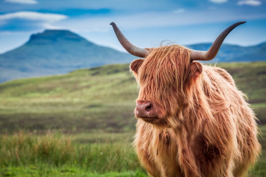 Edinburgh: Loch Ness, Inverness & Highlands Tour in Spanish - Is $87 good value for such a long day?