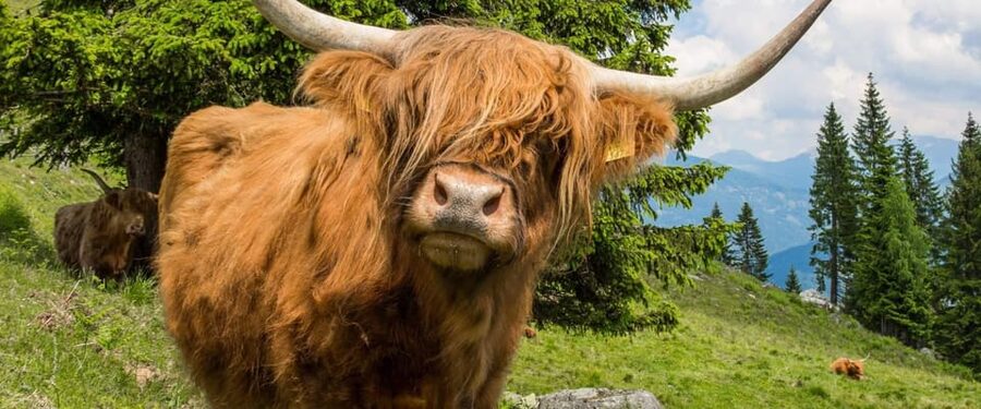 Edinburgh: Loch Ness, Scenic Walk, Glencoe & Whisky Day Tour - Loch Lomond and The Trossachs complete the loop