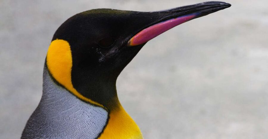 Edinburgh Zoo Entrance Ticket - Key points to know before you go