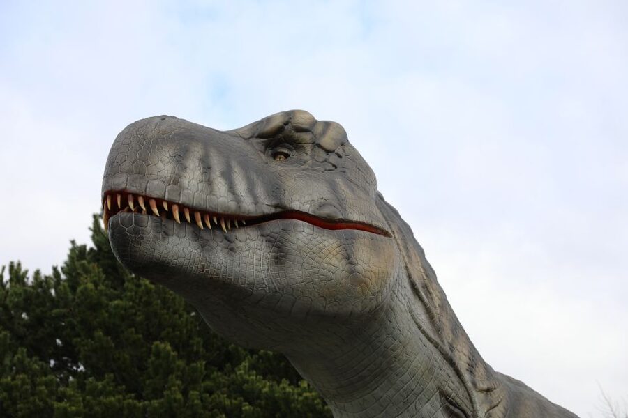 Edinburgh Zoo Entrance Ticket - Koalas, sloths and changing animal schedules