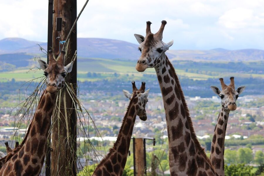Edinburgh Zoo Entrance Ticket - Tigers, meerkats and the wider animal collection