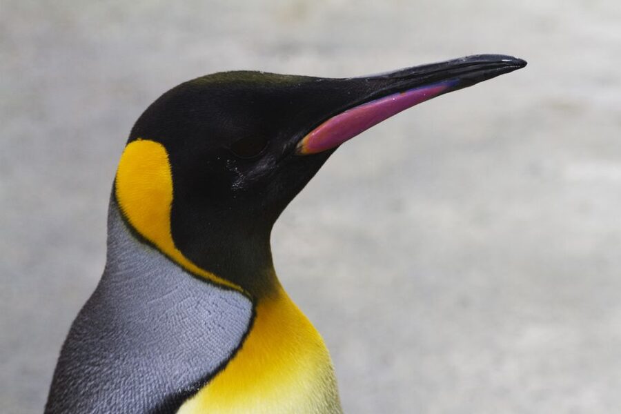 Edinburgh Zoo Entrance Ticket - The first walk: plan for Edinburgh’s steep slopes