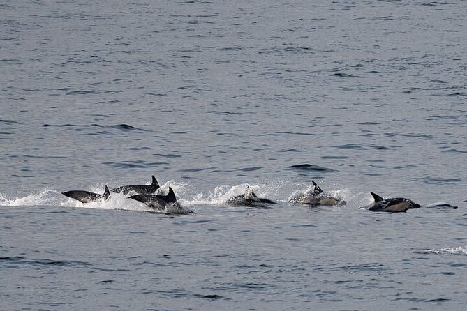 Fort William Seal Island Cruise - Who should book this Fort William cruise?