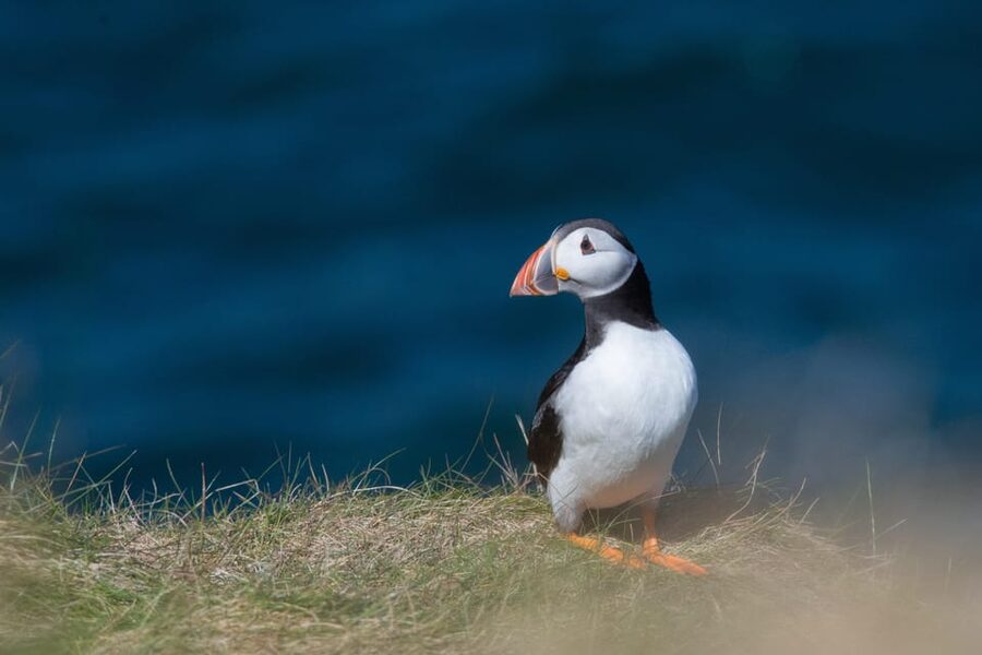 From Aberdeen: North East Coastal Trail Small-Group Tour - Spey Bay: begin with sea air and possible dolphins
