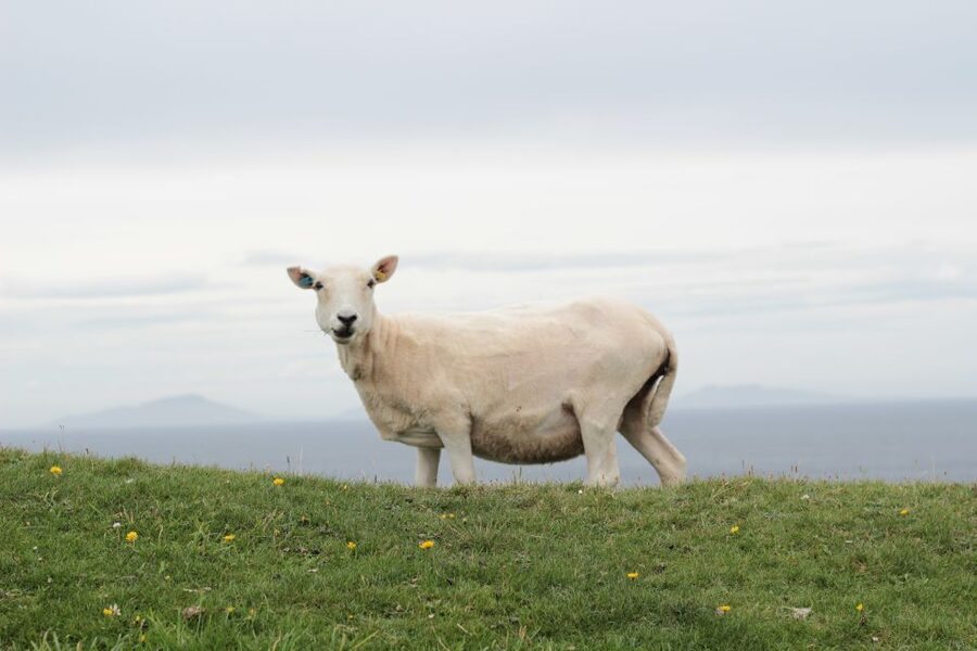 From Edinburgh: 2-Day Highlands Tour with Hogwarts Express - The train day, from the Highlands to Mallaig