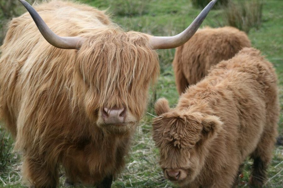 From Edinburgh: Best of Scotland Small-Group Day Tour - Highland cattle at Taste of Perthshire