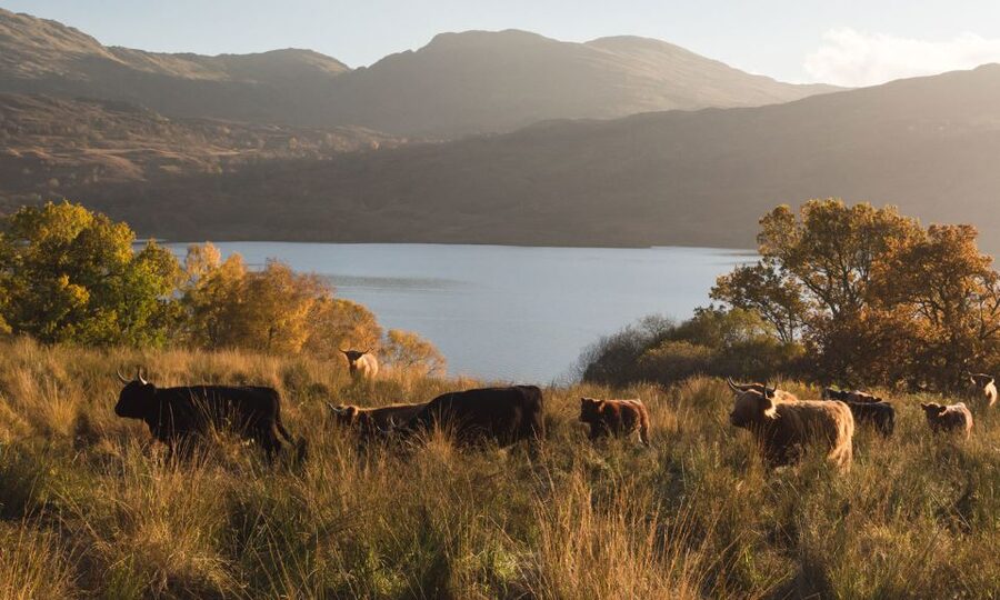 From Edinburgh: Glasgow & Scottish lakes Spanish Tour - Who should book this tour?