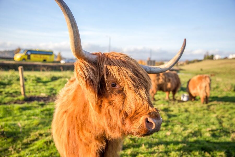 From Edinburgh: Isle of Skye & The Highlands 3-Day Tour - Should you book the Isle of Skye and Highlands tour?