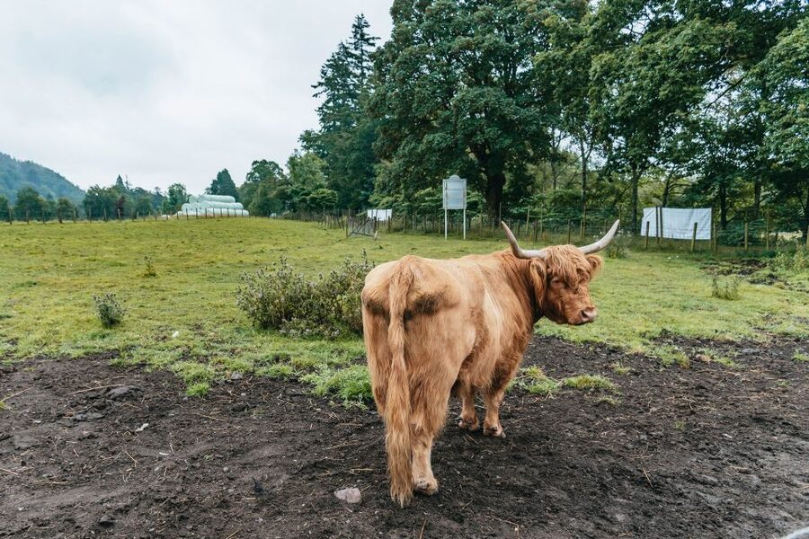 From Edinburgh: Loch Ness, Glenoce & The Highlands Day Tour - Callander: coffee, breakfast, and a gentle start
