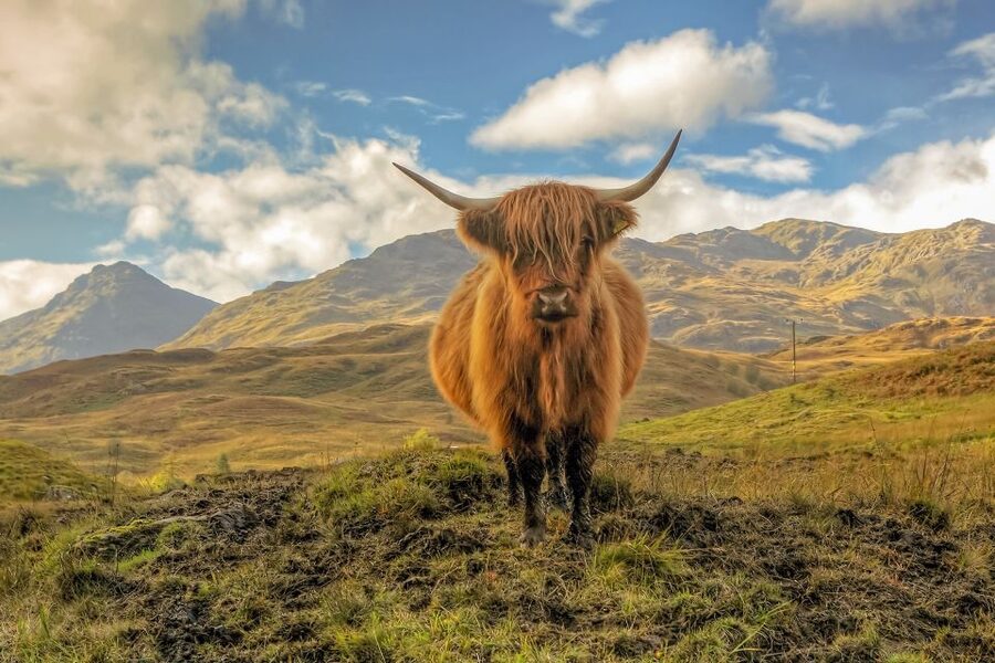 From Edinburgh: Stirling Castle, Loch Lomond & Whisky Tour - A full Scottish sampler from Edinburgh