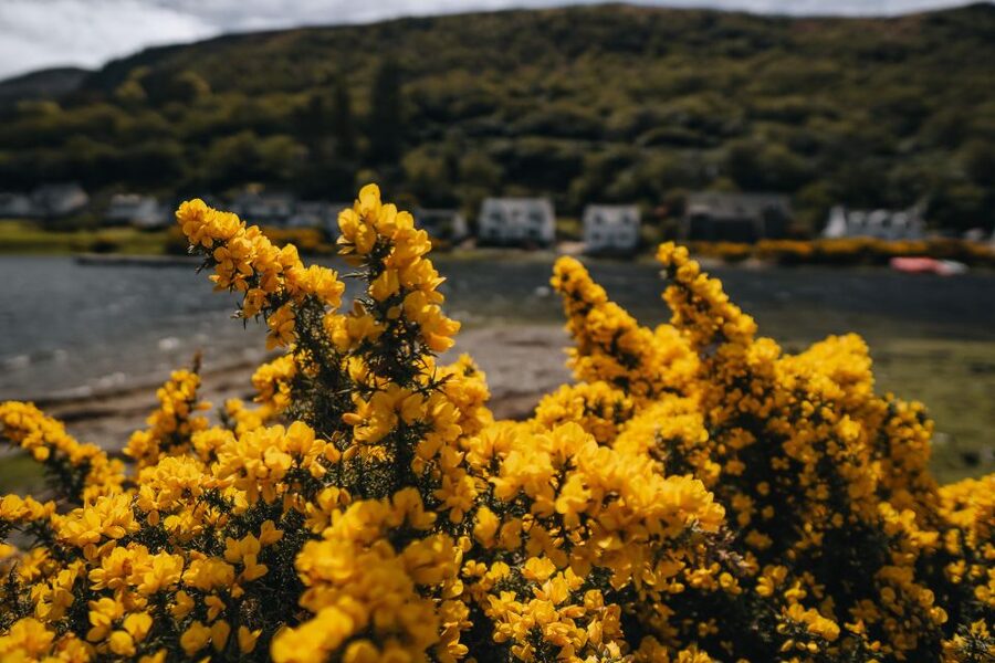From Glasgow: A Day on the Isle of Arran with Admission - Lochranza and its ruined castle