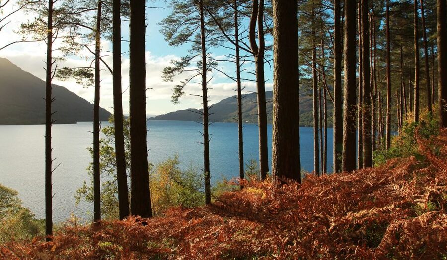 From Glasgow: Stirling Castle & Loch Lomond Tour with Cruise - Key points to know before booking