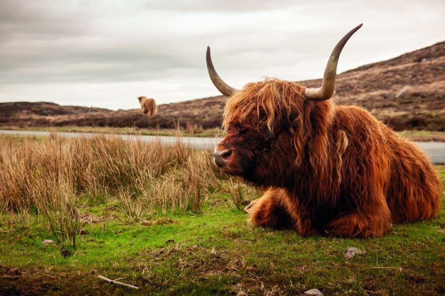 From Inverness: 3-Day Orkney Explorer - Day 3: Kirkwall, the ferry, and Highland clearances