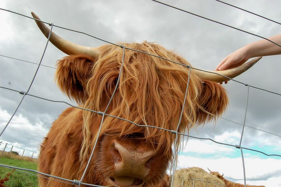 From Inverness: Isle of Skye and Fairy Pools Day Trip - How much value do you get for $93?