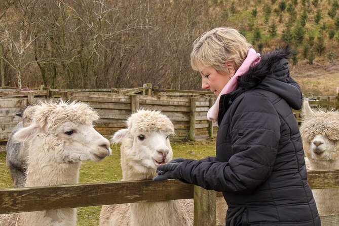Fun and Educational Alpaca Experience in the Scottish Borders - Meeting the alpacas at Beirhope Farm