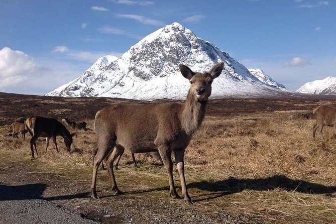 Glasgow: Loch Ness, Glencoe, and the Highlands Day Tour - The guide can make or break the ride