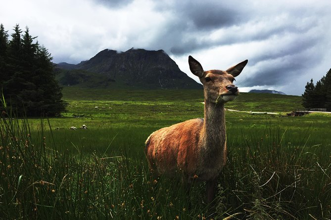 Glencoe & Highlands: Private Land Rover Tour - Kingshouse Hotel, deer, and a proper Highland pause