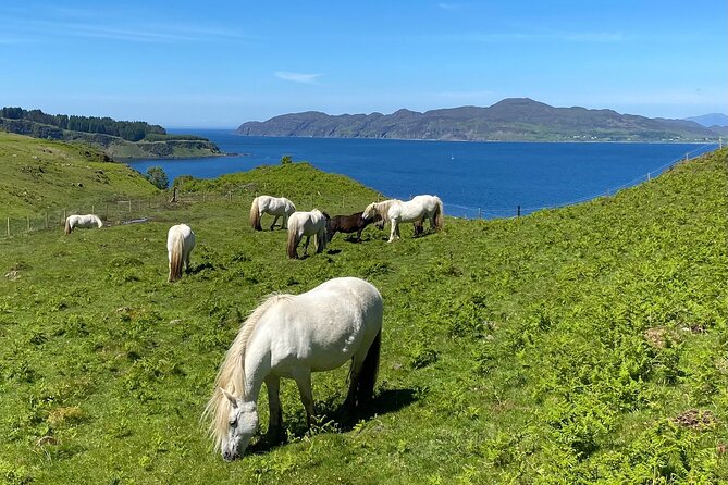 Guided Hebridean Farm Hike near Tobermory, Isle of Mull, Scotland - Starting at The Fauld Farm near Tobermory