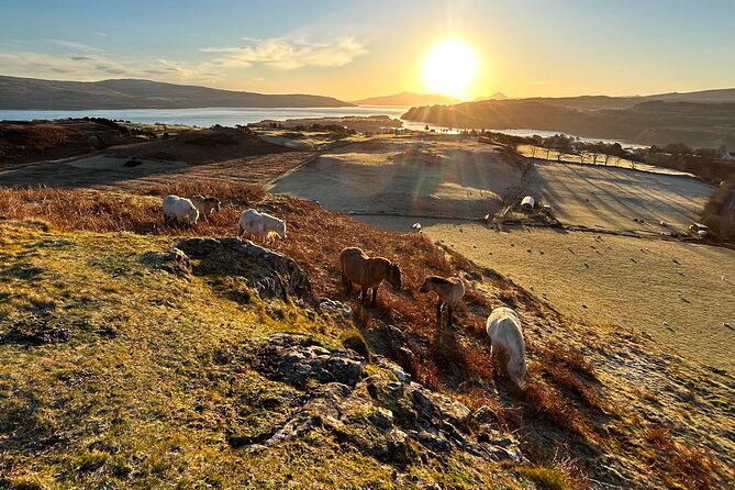 Guided Hebridean Farm Hike near Tobermory, Isle of Mull, Scotland - Birds, hares, and the quieter side of Mull