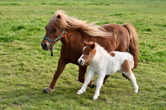 Half Day Private Tour with Puffins, Ponies and Past Shetland - Scalloway begins the story