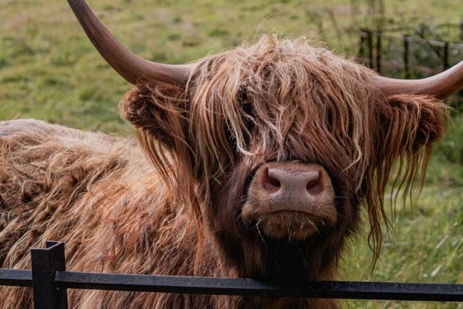 Highlands Cows Glencoe and Castles Private Tour from Glasgow - Rannoch Moor and Loch Tulla