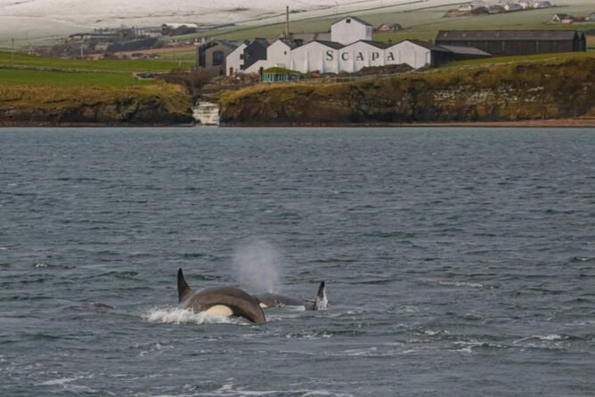 Historic Orkney Private Odyssey Tour By a Native Islander - Scapa Flow views and the road south
