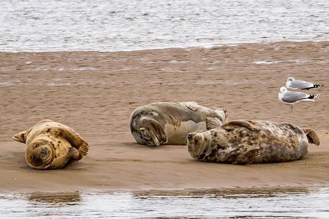 Invergordon Cruise Excursion to Dunrobin Castle, Dornoch and more - Loch Fleet and the chance to see seals