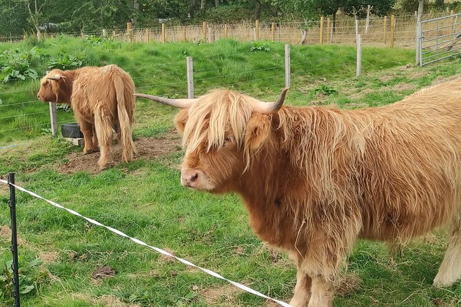 Invergordon Shore Excursion Highland Bucket List Tour - Loch Ness: views, photos, and a little Nessie fun
