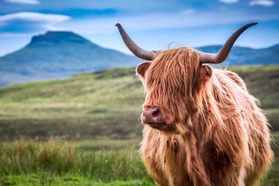 Inverness: Isle of Skye and Eilean Donan Castle Day Trip - What the guides add to the day