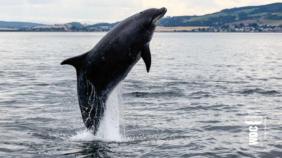 Inverness: Wildlife Watching Cruise to Chanonry Point - Key points to know before you book