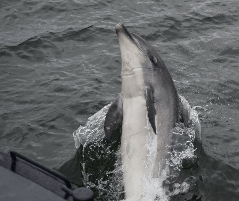 Inverness: Wildlife Watching Cruise to Chanonry Point - Returning from the lighthouse area