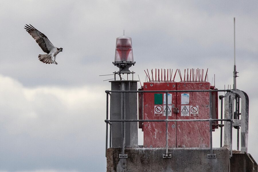Inverness: Wildlife Watching Cruise to Chanonry Point - How the guide and commentary shape the experience