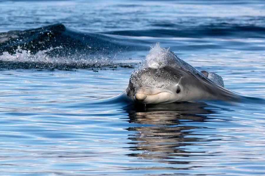 Inverness: Wildlife Watching Cruise to Chanonry Point - Who will enjoy this cruise most?