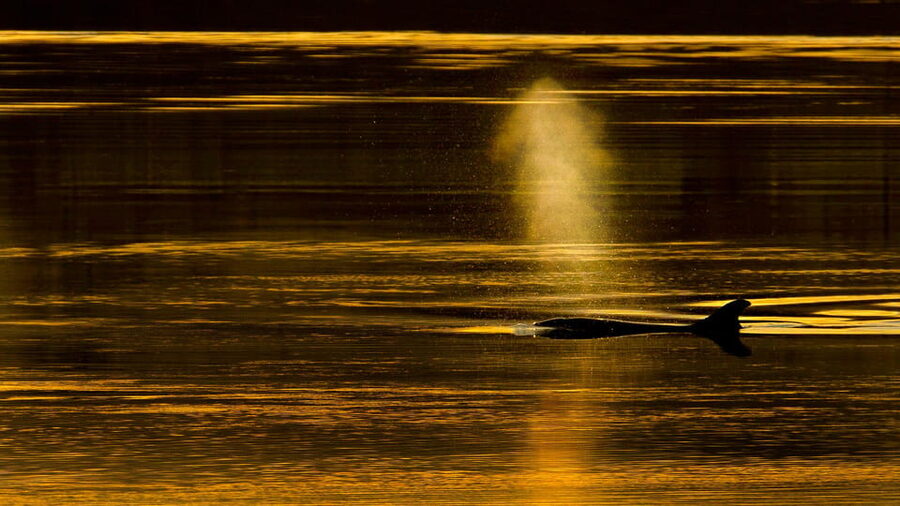 Inverness: Wildlife Watching Cruise to Chanonry Point - Practical tips for a better outing