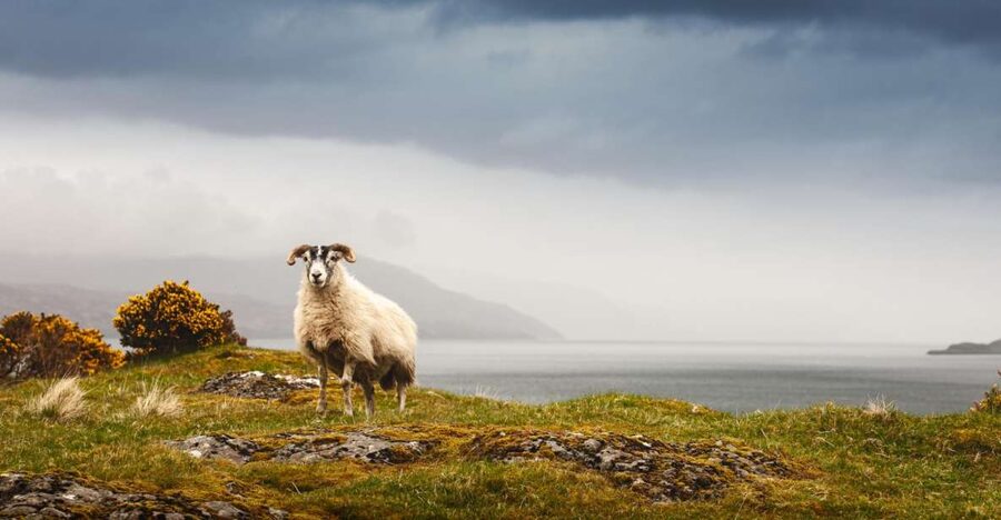 Isle of Mull and Iona 3-Day Small-Group Tour from Glasgow - Who should book this trip?