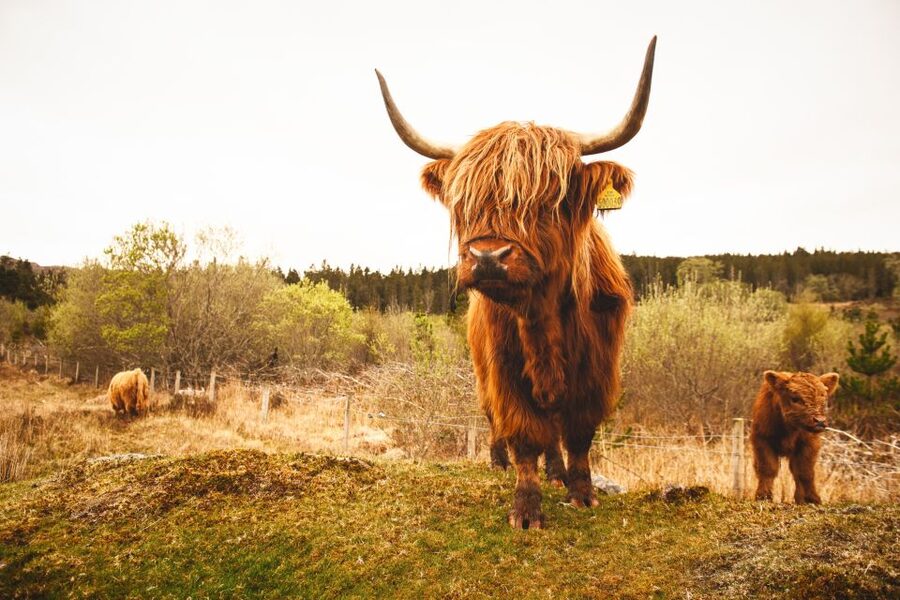 Isle of Skye and the Highlands 5-Day Tour from Edinburgh - Day 4: A flexible day on the Isle of Skye