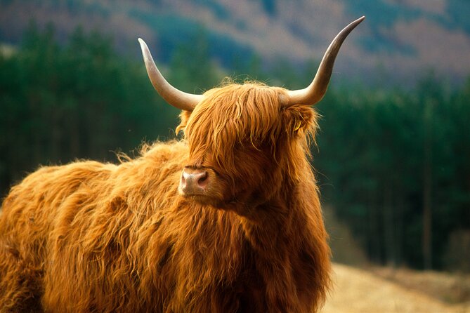 Isle of Skye Full Day Private Tour from Inverness - Eilean Donan Castle in 30 minutes