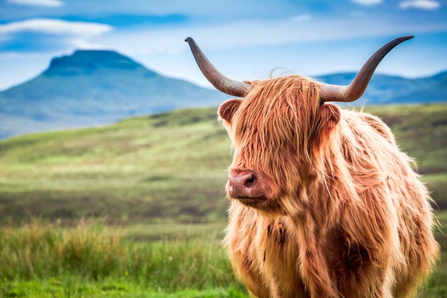 Isle of Skye & The Highlands: 3-Day Guided Tour from Glasgow - Culloden and the Jacobite defeat